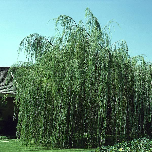Wisconsin Weeping Willow (Salix x blanda)