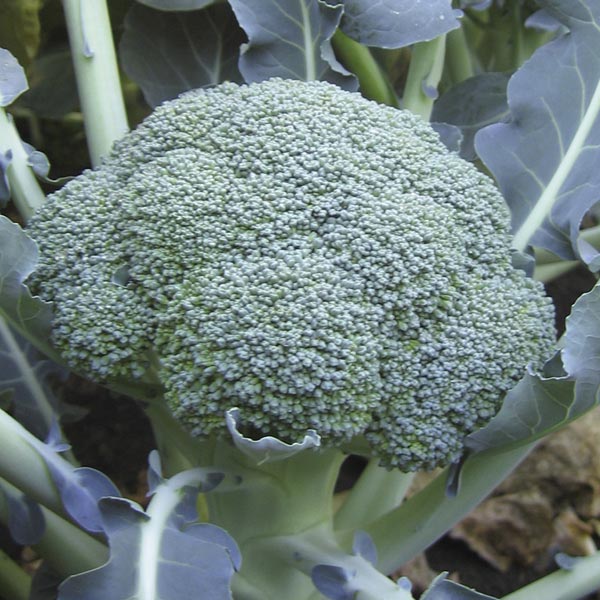 Broccoli ‘Lieutenant’ (Brassica hybrid)
