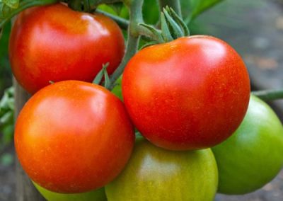 Tomato ‘Nepal’ (Lycopersicon esculentum)