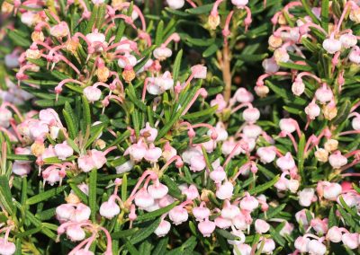Bog Rosemary, Marsh Andromeda (Andromeda polifolia)