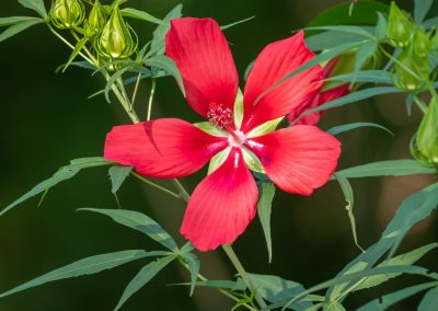 Scarlet Rosemallow, Texas Star Hibiscus (Hibiscus coccineus)