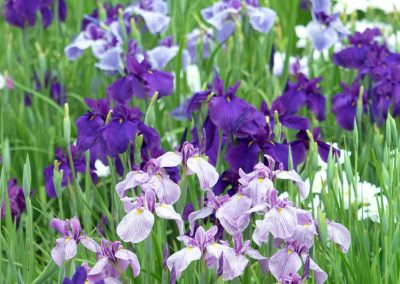 Japanese Iris (Iris ensata)