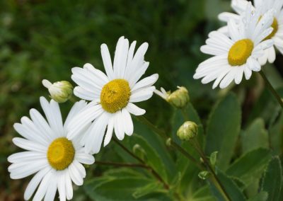 Montauk Daisy, Nippon Daisy (Nipponanthemum nipponicum)