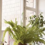 Houseplants as an Indoor Nature Connection