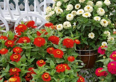 Heat and Drought Tolerant Annuals