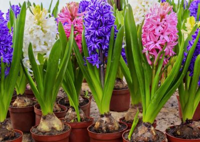 Beyond Basic Care – Potted Flowering Bulbs