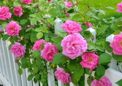 Tips for Planting Roses