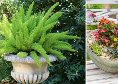 6 Heat-Loving Plant Combos for Containers