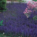 Top 5 Well-behaved Perennial Groundcovers