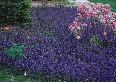 Top 5 Well-behaved Perennial Groundcovers