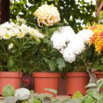 Get the Most Out of Potted Mums