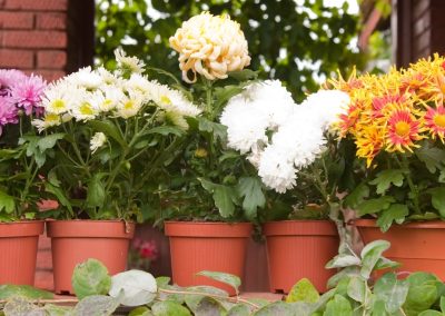 Get the Most Out of Potted Mums