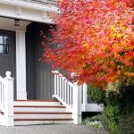 Top 10 Trees and Shrubs for Great Autumn Color