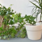 How to Repot a Houseplant