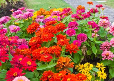 Top 10 Easy to Grow Annuals
