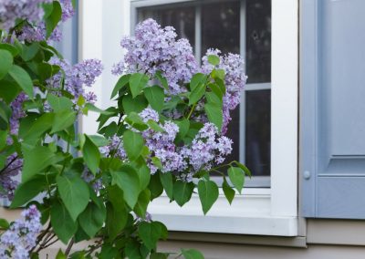 Toughen Up Your Landscape: 10 Shrubs That Can Handle Harsh Conditions