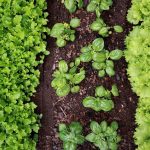 Vegetable Garden Basics – Start Seeds or Buy Plants?