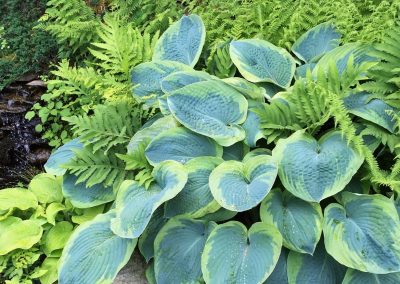 10 Perennial Shade Plants with Fabulous Foliage