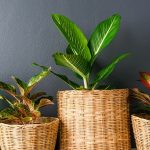 7 Houseplants with Colorful Patterned Foliage