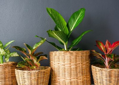 7 Houseplants with Colorful Patterned Foliage