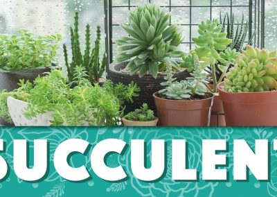 All About Growing Succulents