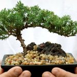 How to Care for a New Bonsai Tree
