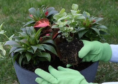 No-Brainer Container Combinations for Annual Plants