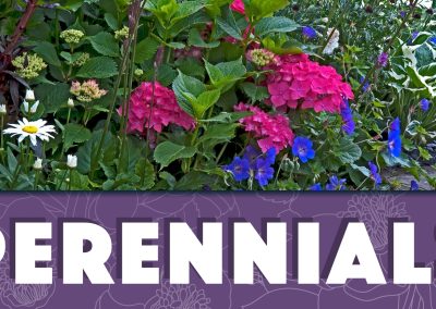 All About Growing Perennial Plants