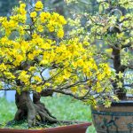 Spring and Summer Bonsai Tree Care