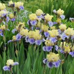 How to Divide Bearded Iris