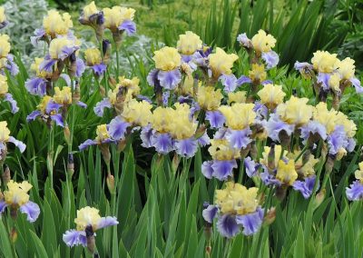 How to Divide Bearded Iris