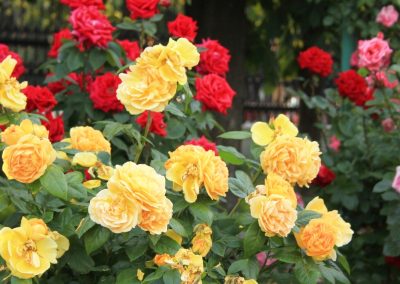 8 Common Rose Problems—And How to Fix Them