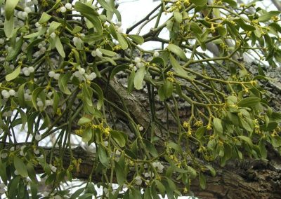 Do You Know Mistletoe?