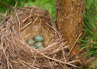 Nesting Materials for Birds