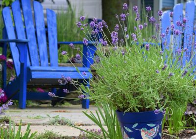 How to Keep Lavender Alive in the Garden