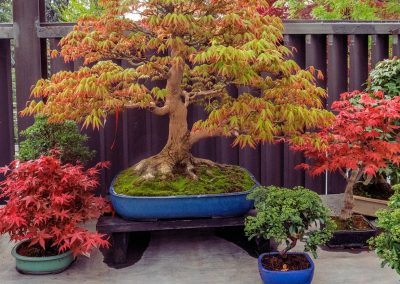 Fall and Winter Bonsai Tree Care