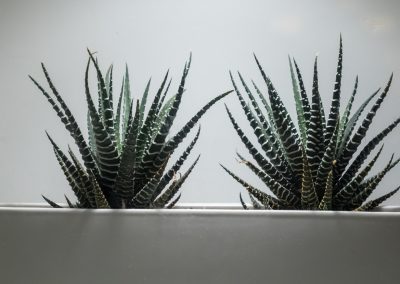 Setting Up Artificial Lights for Indoor Plants