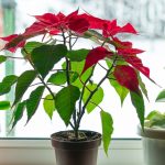 How to Get Your Poinsettia to Rebloom