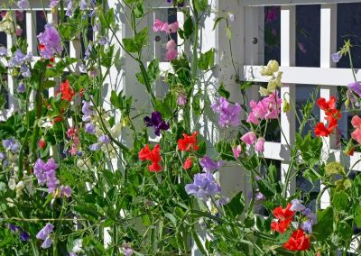 Tips for Growing Sweet Peas