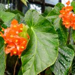 Secrets to Growing Beautiful Begonias