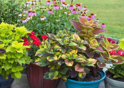 4 Plants with Colorful Leaves for Pots