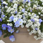 Fragrant Plants for Containers