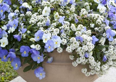 Fragrant Plants for Containers