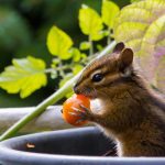 Keep Chipmunks Out of Your Garden
