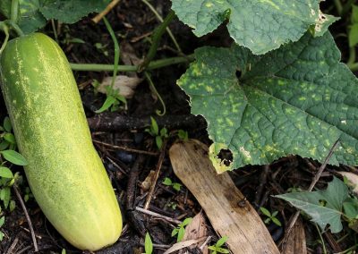 Pests and Diseases of Cucumbers