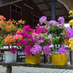Flowering Tropical Plants for Your Patio
