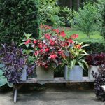 Tips for Bringing Potted Plants Inside
