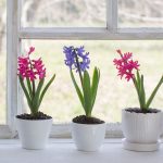Forcing Hyacinth Bulbs to Bloom Indoors