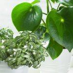 Miniature Plants for Indoors