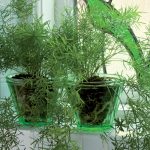 All About Asparagus Fern Houseplants – Types and Care